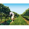 Image de À la découverte de nos vignobles