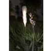 Image de Décoration lumineuse - G4515 - Energie solaire : Plumeau