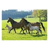 Image de Spiele - Puzzle 26 et 48 pièces - Coffret 4 puzzles : Chevaux