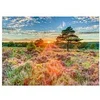 Image de Puzzle 1000 pièces : Bruyère au coucher du soleil