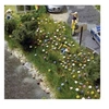 Image de Fleurs dété 1229 H0