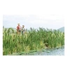 Image de Herbes et roseaux à massette 1256 H0