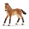 Image de Tennessee Walker Foal