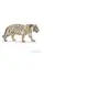 Image de 14731 Tigre blanc male