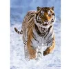 Image de Puzzle 500 pièces : Tigre dans la neige