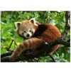 Image de Puzzle 500 pièces : Adorable Panda roux