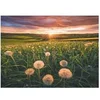 Image de -Puzzle 500 Pieces-Pissenlits Au Crépuscule-Des 12 Ans-Puzzle De Qualité Supérieure-12000592