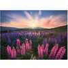 Image de -Puzzle 500 Pieces-Les Lupins (Nature Edition)-Des 12 Ans - Puzzle De Qualité Supérieure-12000688
