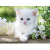 Image de Puzzle 1500 Pieces - Chaton Blanc