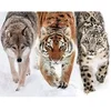 Image de Puzzle 2000 pièces : en terre sauvage