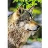 Image de Puzzle 1000 pièces : Collection Vie Sauvage - Loup gris européen