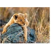 Image de Puzzle 200 p XXL - Le petit lionceau