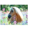 Image de Puzzle 300 pièces - Cheval sur champ de fleurs