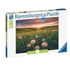 Image de Puzzle 500 p - pissenlits au crépuscule