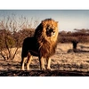 Image de Puzzle 1500 pièces Lion