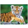 Image de Puzzle 150 pièces : Bébé Tigre