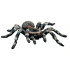 Image de Figurine araignée : Tarentule blanche Bullyland