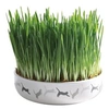 Image de Ecuelle En Céramique Avec Herbe A Chats, Ø 15 × 4 Cm, 50 G De Graines - Mon Animalerie