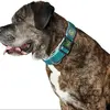 Image de Hunter Pet Collier De Chien Plus Thread
