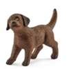 Image de 13835 Chiot Labrador Retriever