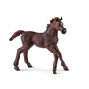 Image de English Thoroughbred Foal