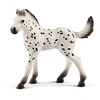 Image de Horse Club - Poulain Knabstrup - points noirs, manteau blanc