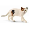 Image de 13894 Chat American shorthair