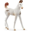 Image de Horse Club Poulain Marwari