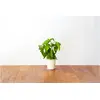 Image de Basilic 3-pack