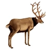 Image de - Deer Reindeer