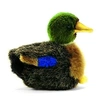 Image de - Canard bébé colvert