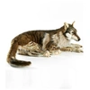Image de Peluche loup couché géant 125 cm
