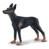 Image de Chien Dobermann