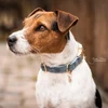 Image de Collier pour chien Kentucky Dogwear Halsband "Velvet" - B... M