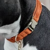 Image de Kentucky Dogwear Collier pour chien "Velvet" - Orange XL