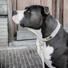 Image de Kentucky Dogwear Collier pour chien "Velvet" - Violet M