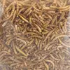 Image de Flamingo Nourriture Pour Oiseaux Picknic Mealworms 540g
