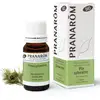 Image de Pranarôm - Huile Essentielle de Pin sylvestre - 10 ml - Bio