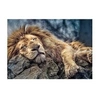 Image de Puzzle 1000 Pièces : Lion,