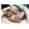 Image de Puzzle 1000 pièces : Chaton joyeux