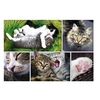 Image de Puzzle 1500 Pièces : Collage - Chats,