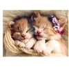 Image de Puzzle 500 piéces équipe de chats