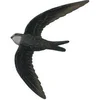 Image de décobird martinet noir suspendu
