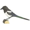 Image de decobird pie bavarde