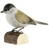 Image de décobird fauvette à tête noire