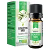 Image de Dayang Huile Essentielle Eucalyptus Radié Bio 10ml