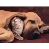 Image de Puzzle 500 pièces cuddles Clementoni Multicolore 25,4x4,6x34,4 cm A1605052