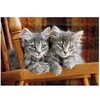 Image de Puzzle Compact 500 pièces : Chatons