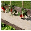 Image de Paillage naturel 75 x 500 cm - pour jardin et potager 100% biodégradable - 500 g/m2