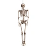 Image de squelette humain articulé 160x80cm - 74515
